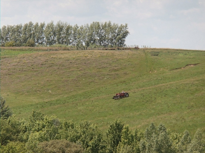 Farm Windbreaks Willow