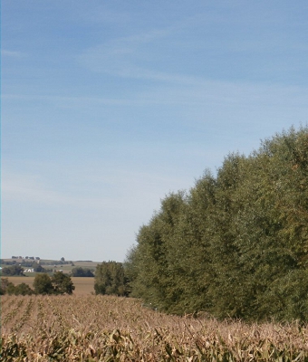 Fast Growing Trees Cornfield