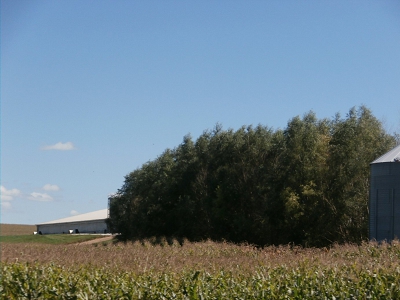 Fastest Growing Windbreak Trees