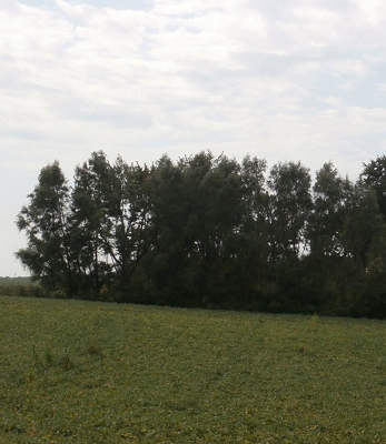 Field Windbreak Hybrid Willow