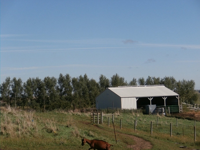 Livestock Windbreak Quick Growth