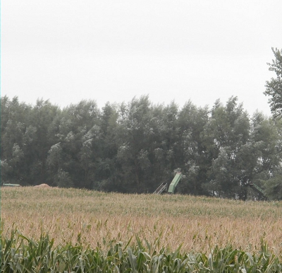 Quick Growing Farm Windbreaks